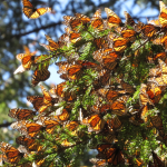 Mariposa-monarca-monterrey - Justicia Regia