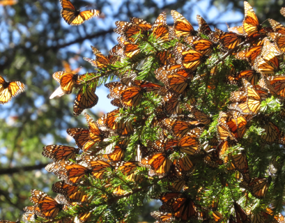 Mariposa-monarca-monterrey - Justicia Regia