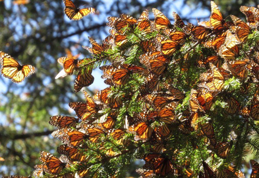 Mariposa-monarca-monterrey - Justicia Regia