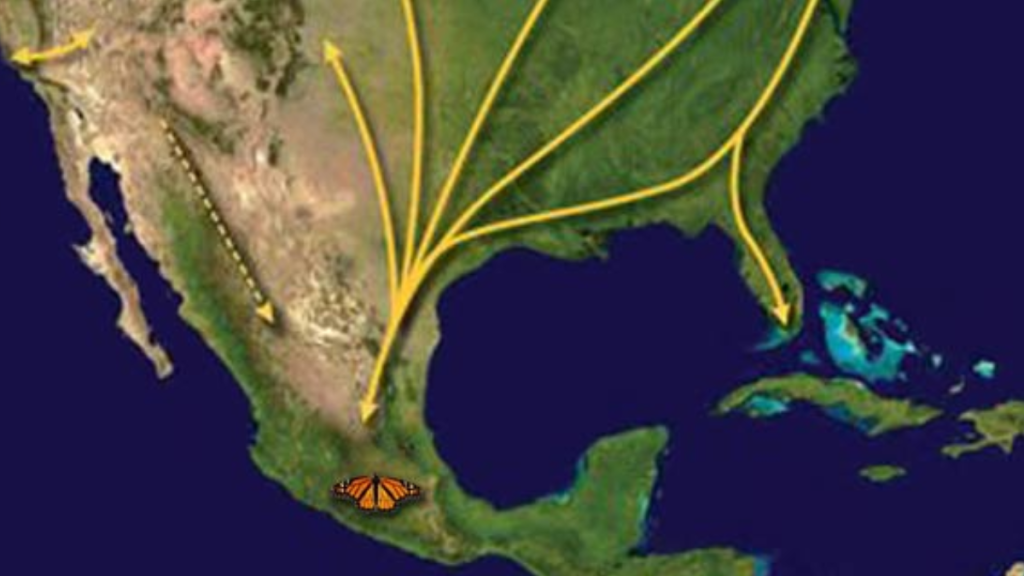 Mariposa-monarca-regresa-mexico - Justicia Regia