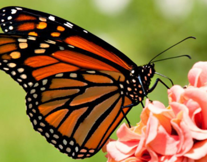 Mariposa-monarca-santuario-michoacan - Justicia Regia