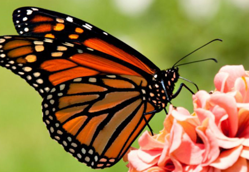 Mariposa-monarca-santuario-michoacan - Justicia Regia