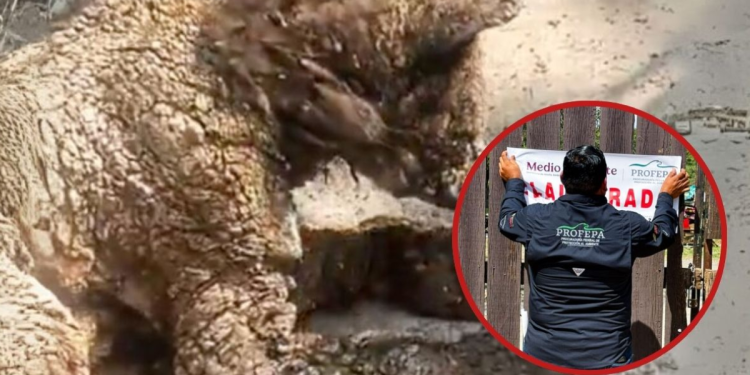 Osa Mina - Justicia Regia Osa Mina - Justicia Regia