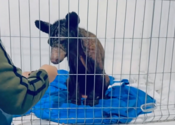 Mine Muestra En 2 Meses Mejoras Que En La Pastora No Mostró En Toda Su Estancia - Justicia Regia - Justicia Regia