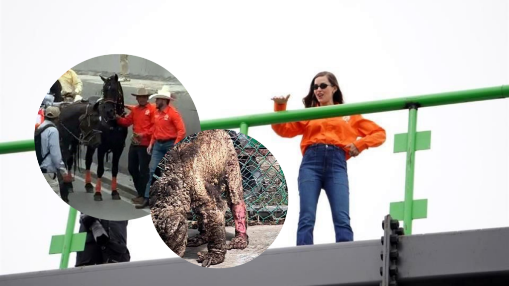 Denunciar-el-maltrato-de-animales - Justicia Regia Collage: Woman in an Orange Shirt Standing on a Green Railing, with Insets of Riders with Horses and a Mud-covered Animal with a Leg Injury. - Justicia Regia