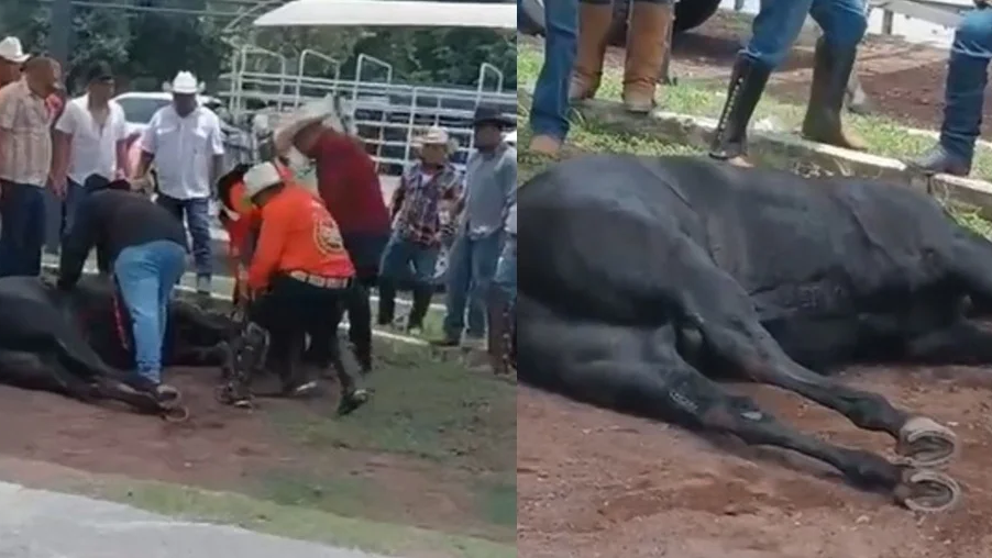Image - Justicia Regia Caballo Se Desploma En Plane Cabalgata De Samuel García - Justicia Regia
